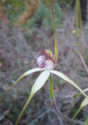 Caladenia longicauda - White Spider Orchid