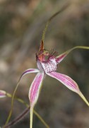 Caladenia lorea - Blushing Spider Orchid