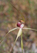 Caladenia lorea - Blushing Spider Orchid