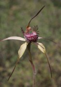 Caladenia paludosa - Swamp Spider Orchid