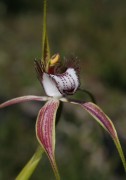 Caladenia serotina - Christmas Spider Orchid
