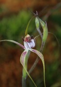 Caladenia serotina - Christmas Spider Orchid