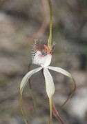 Caladenia speciosa - Sandplain Spider Orchid