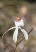 Caladenia speciosa - Sandplain Spider Orchid