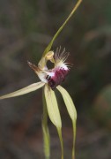 Caladenia thinicola - Scott River Spider Orchid