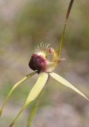 Caladenia thinicola - Scott River Spider Orchid