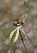 Caladenia x cala - Wheatbelt Spider Orchid