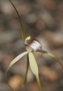 Caladenia uliginosa subsp. candicans - Northern Darting Spider Orchid