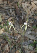 Caladenia uliginosa subsp. candicans - Northern Darting Spider Orchid