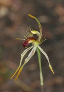 Caladenia corynephora - Club-lipped Spider Orchid