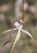 Caladenia uliginosa subsp patulens - Frail Spider Orchid