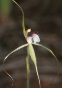 Caladenia uliginosa subsp patulens - Frail Spider Orchid