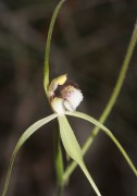 Caladenia uliginosa subsp patulens - Frail Spider Orchid