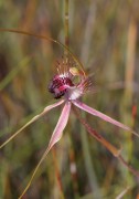 Caladenia radiata x- Ray Spider Orchid Hybrid