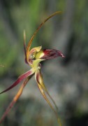 Caladenia radiata - Ray Spider Orchid