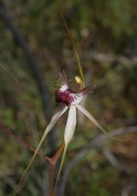 Caladenia radiata x- Ray Spider Orchid Hybrid