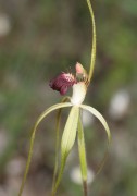 Caladenia uliginosa subsp. uliginosa - Darting Spider Orchid