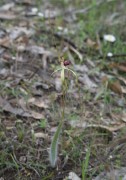 Caladenia uliginosa subsp. uliginosa - Darting Spider Orchid
