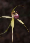Caladenia viridescens - Dunsborough Spider Orchid