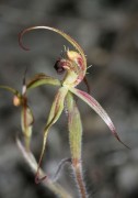 Caladenia williamsiae - William's Spider Orchid