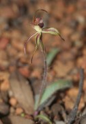Caladenia williamsiae - William's Spider Orchid