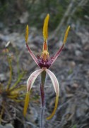 Caladenia arrecta - Reaching Spider Orchid