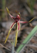 Caladenia arrecta - Reaching Spider Orchid