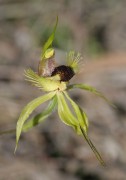 Caladenia crebra - Arrowsmith Spider Orchid