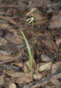 Caladenia graminifolia - Grassed-leafed Spider Orchid