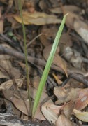 Caladenia graminifolia - Grassed-leafed Spider Orchid