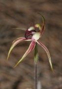 Caladenia graniticola - Pingaring Spider Orchid