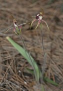 Caladenia graniticola - Pingaring Spider Orchid
