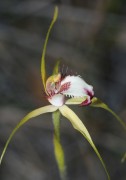 Caladenia granitora - Granite Spider Orchid