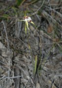 Caladenia granitora - Granite Spider Orchid