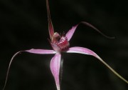 Caladenia harringtoniae - Pink Spider Orchid