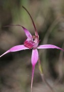 Caladenia harringtoniae - Pink Spider Orchid