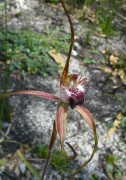 Caladenia heberleana - Heberle's Spider Orchid