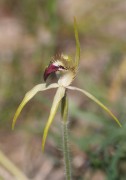 Caladenia hoffmanii - Hoffman's Spider Orchid