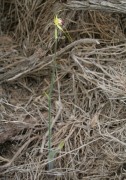 Caladenia infundibularis - Funnel-web Spider Orchid