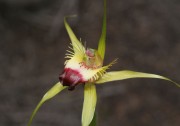 Caladenia infundibularis - Funnel-web Spider Orchid