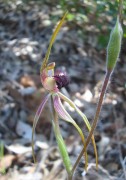 Caladenia longiclavata - Clubbed Spider Orchid