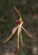 Caladenia longiclavata - Clubbed Spider Orchid