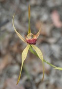 Caladenia pectinata - King Spider Orchid