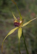 Caladenia procera - Carbunup King Spider Orchid