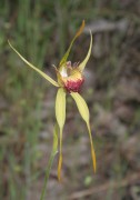 Caladenia procera - Carbunup King Spider Orchid