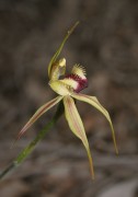 Caladenia rhomboidiformis - Diamond Spider Orchid