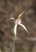 Caladenia bicalliata - Limestone Spider Orchid