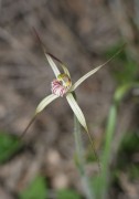Caladenia bicalliata - Limestone Spider Orchid