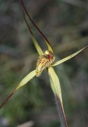 Caladenia caesarea - Mustard Orchid