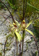 Caladenia caesarea - Mustard Orchid